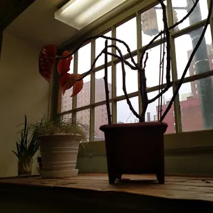 Great little plants in window