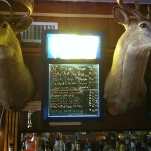two deer heads mounted on a wall