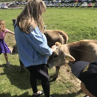 All the cows are so sweet natured.