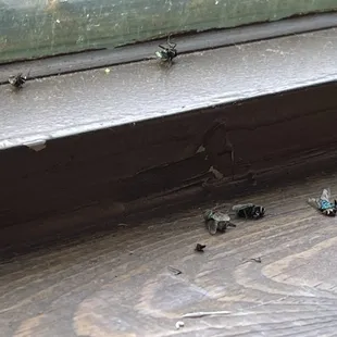 Dead flys in the window beside my table!