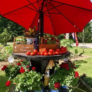 a display of tomatoes under a red umbrella