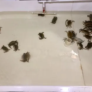dead crabs in a tub of water