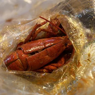 a lobster in a plastic bag