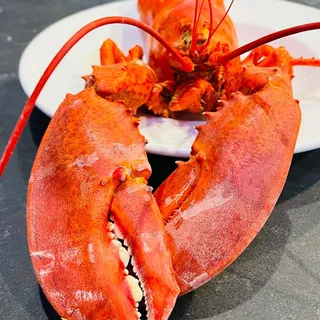 Live Lobster