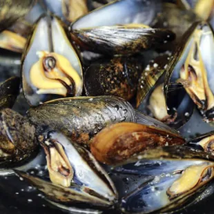 oysters, food, oysters and mussels, mussels, shellfish