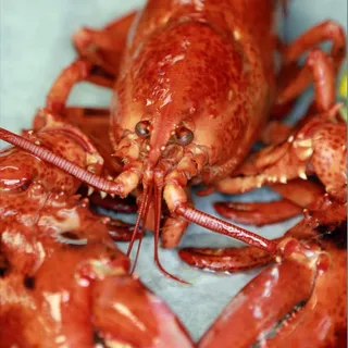 Whole Lobster