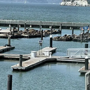 Sea Lions