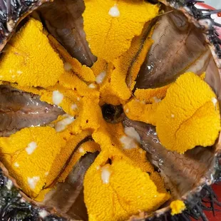 Live Sea Urchin!!!!!
Very Very Fresh!!!!!
Come quickly to eat sea urchins.