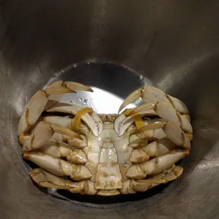 Dungeness Crab