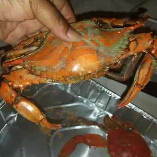 XL crabs. ...but really XL, but very good and filling