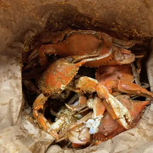 2 Dozens Large Males