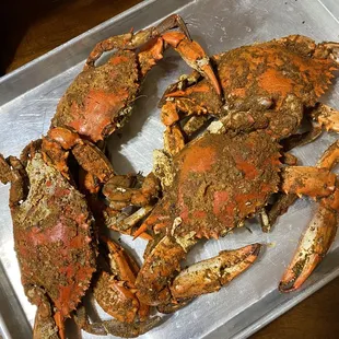 Large Males, soooo goood!!!