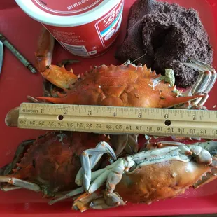 Since Covid-19, they are running a lot smaller , Males $85 doz