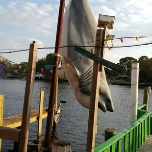 a shark hanging from a dock