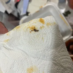 Roach