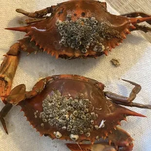 Crab with barnacles