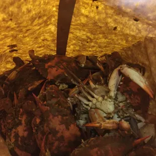 Hot, fresh and delicious crabs at Crabs Down Under