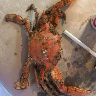 Super giant XL crabs that I know are colossal.