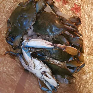  blue crabs in a bag