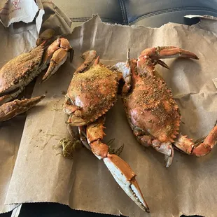 Large male crabs