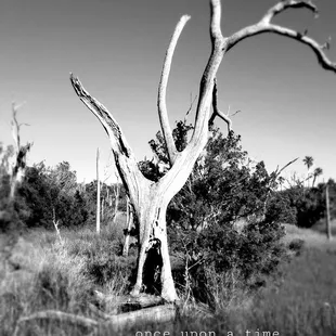 Fellow peregrinator thought I would enjoy this Energy..He was not wrong.. The vibrations are outstanding #yelpjax