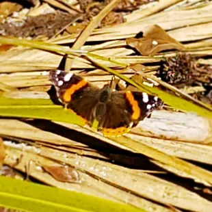 Fellow peregrinator thought I would enjoy this Energy..He was not wrong.. The vibrations are outstanding #yelpjax