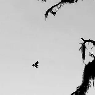 Fellow peregrinator thought I would enjoy this Energy..He was not wrong.. The vibrations are outstanding #yelpjax