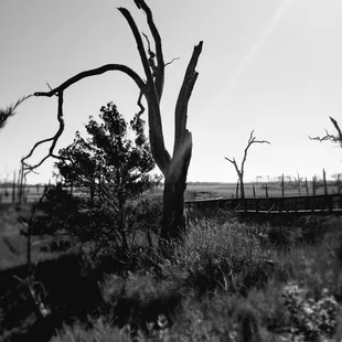 Fellow peregrinator thought I would enjoy this Energy..He was not wrong.. The vibrations are outstanding #yelpjax