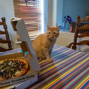 Somebody got jealous. Shoo, kitty!