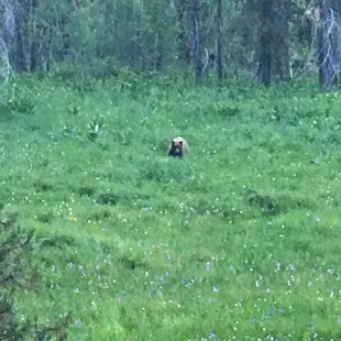 A young cub came by and started wandering around. It was harmless and curious. Cute cub!