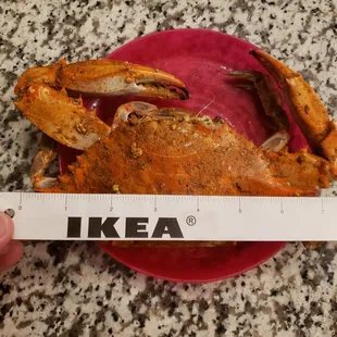 I didn't measure them all, but 7 inches seemed like average. Had one that was 8 inches.