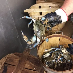 Maryland Blue Crab