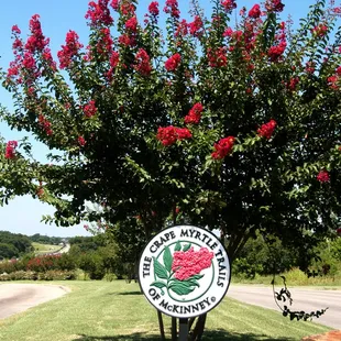 Crape Myrtle