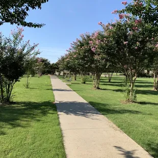 Lots of crape myrtles