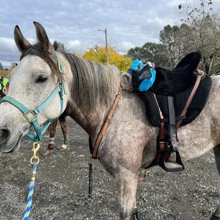 Endurance conditioning