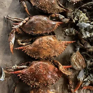 Ordered 1 dozen large females that were stated to be 6-7 inches large. I got a batch of mixed sizes with 4 1/2 inches of empty crabs.