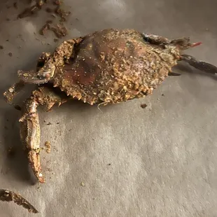 This crab shouldn't even be legal. BEWARE they are janky and will refuse to give you a refund for giving bad crabs.