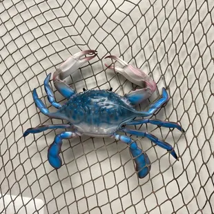  blue crab in a net