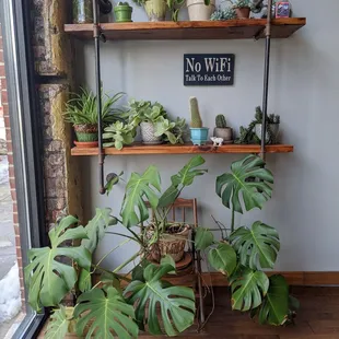 a variety of plants on shelves