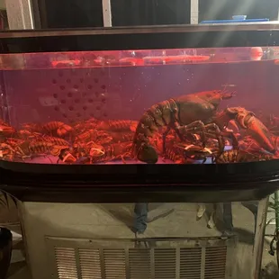grilled fish, food