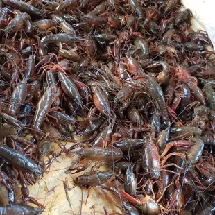 LIVE CRAWFISH SALES!