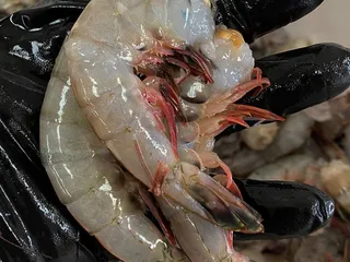 The Shrimp Net