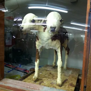 Two-headed calf