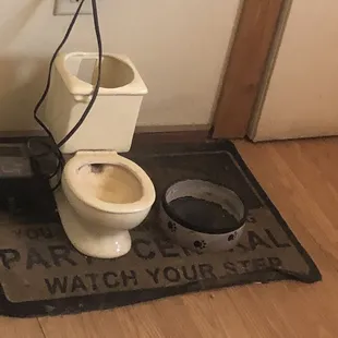 The dogs are even welcome