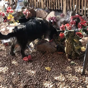 Roscoe sneaking a drink out of the fish pond