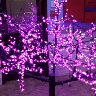 Great lit Lotus Blossom tree.