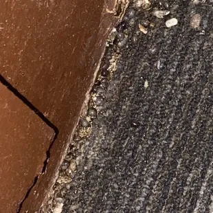 Shrimp eyes all over floor corners