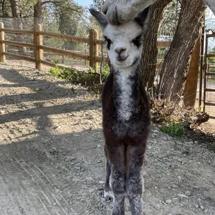 Mom (Eve) cuddling baby alpaca (Toby).