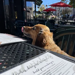 My dog looking hungry
