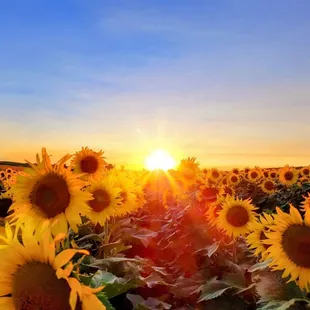 Sunset in Sunflower Field